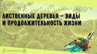 Лиственные деревья — виды и продолжительность жизни