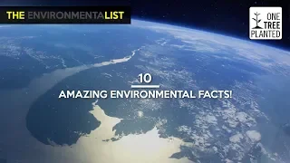 10 Amazing Environmental Facts | One Tree Planted