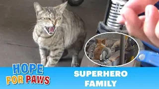 Superhero mom tells me to BACK OFF!!! (But her kittens were so cute).