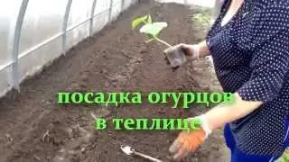 посадка огурцов в теплице