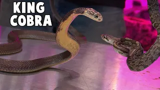 Live Feeding this King Cobra? Yes, but we aren't enjoying it.