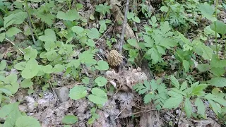 Morel mushroom Motherload 2019