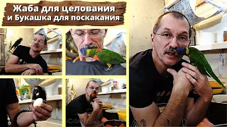 Жаба для целования и Букашка для поскакания