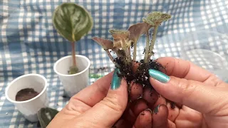 African violet leaves in water versus leaves in soil science project final scene boutures dans l'eau