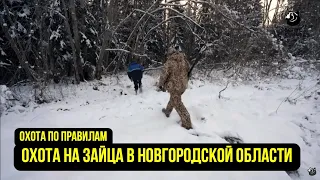 Охота на зайца в Новгородской области // Охота по правилам