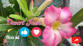 Discover the Desert Rose: A Stunning Bloom with Unique Resilience