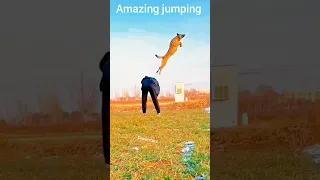 Dog 🐩🐩 jumping like goal keepers what amazing jumping 🥹🥹🥹🥹