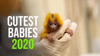 Top 20 Cutest Baby Animals of 2020