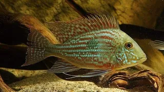 Geophagus Rio Parana Sveni juvenile to adult | Fishroom Update | South American Cichlids