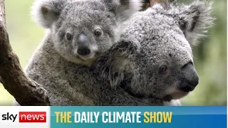 Australia has officially listed koala bears as an endangered species
