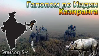 Ассам. Национальный парк Казиранга. Сафари на слонах.