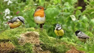 Videos for Cats to Watch - Spring Birds Spectacular