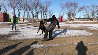 Schutzhund long attack