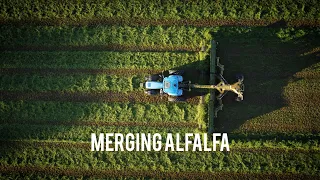 Merging Alfalfa