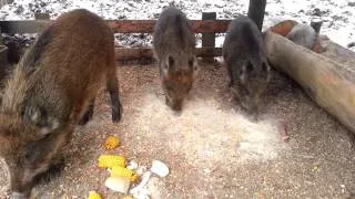 Diviačiky slušne. Wild pigs from Kralovce - Kiralynépe