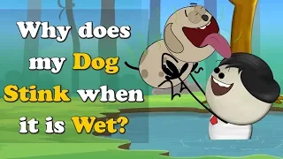 Why does my Dog Stink when it is Wet? + more videos | #aumsum #kids #science #education #children