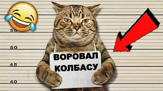 СМЕШНЫЕ КОШКИ 2022 😹 И ДРУГИЕ ЖИВОТНЫЕ/ 5 МИНУТ СМЕХА/СМЕШНЫЕ ЖИВОТНЫЕ 2021/ЛУЧШИЕ ПРИКОЛЫ С КОТАМИ