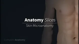 Skin Microanatomy | Anatomy Slices