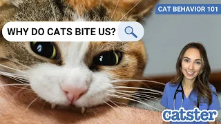 Vet explains why cats bite you when you pet them