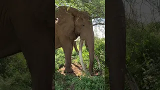 Up Close with a Super Tusker #craig #amboseli