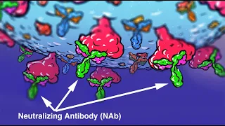 Webinar - Detecting neutralization antibodies to COVID 19