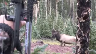 Cam and Big Bulls in Colorado 2013