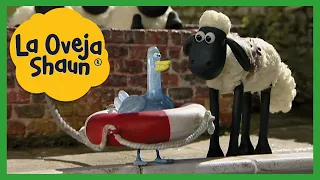 HORA DEL BAÑO - EL GRAN TIMMY🐑LA OVEJA SHAUN TEMPORADA 1| DIBUJOS ANIMADOS PARA NIÑOS