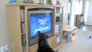 Dog hates Disney DVD's