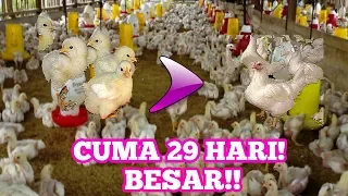 AYAM BROILER KOK CEPAT BSAR