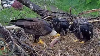 Trempealeau Eagles. Fish for breakfast. TE1 comes down from the rail when Mom arrives – 05-26-2024