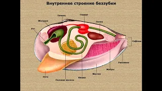 ЕГЭ по биологии. Зоология#4. Моллюски. Иглокожие