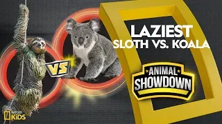 Sloth vs. Koala: Battle for the Laziest | Animal Showdown