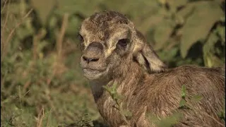 On February 28th, Can a baby gazelle live that lost his mother? [Africa Safari Plus⁺] 87