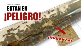 ¡ESTA COLONIA DE MUCHAS HORMIGAS ESTÁ EN PELIGRO! - NUEVO SUPERFORRAJEO - EL PLANETA DE LAS HORMIGAS