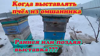 КОГДА ВЫСТАВЛЯТЬ ПЧЁЛ ИЗ ОМШАНИКА, РАННЯЯ ИЛИ ПОЗДНЯЯ ВЫСТАВКА, ЧТО ЛУЧШЕ?