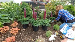 Planting A Bunch of Plants Throughout the Garden! 🌿// Garden Answer