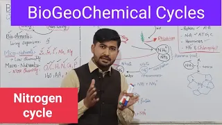 Nitrogen cycle class 12 biology BioGeoChemical cycles | Nitrogen Cycle steps