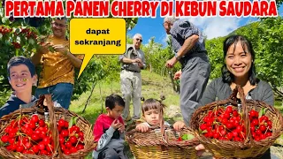 PERTAMA PANEN CHERRY DI KEBUN SAUDARA DAPAT SEKRANJANG!MAHAL DI INDONESIA DI SINI NGAK ADA YG MAKAN