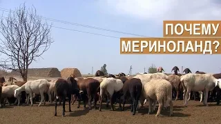 КФХ Сулейманова. Крым. Причины перехода на разведение овец породы Мериноланд.