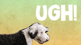 Ugh! | Bunny The "Talking" Dog