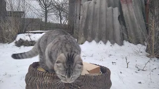 Меня очень ждут -одинокая бабуля и милые котики 😻