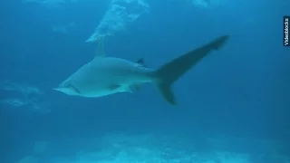 Cluster Of 20 Sharks Spotted Near San Francisco - Newsy