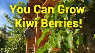 Growing Hardy Kiwi aka Kiwi Berry (Actinidia arguta)