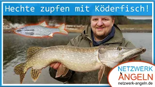 Hechte zupfen mit Köderfisch: Einfach und erfolgreich!