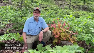 Understanding Forest Regeneration