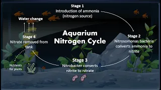 How to Cycle an Aquarium (Nitrogen Cycle)