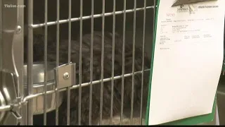 Animal abuse linked to other crimes