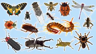 Animals Zoo | Learning with Insect Sounds for Kids 2023: Cricket, Grasshopper, Katydid - Insect