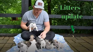 4 weeks old French Bulldog - Litters Update -  Hailey's Puppies