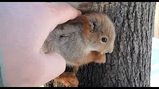 Уже уходил, когда увидел Ушастика / I was already leaving when I saw a familiar squirrel